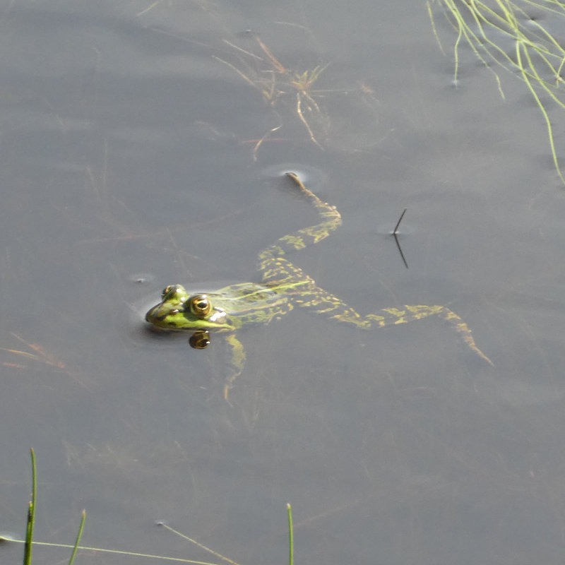 Frosch im Wasser